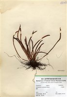 藏品(二條線蕨)的圖片